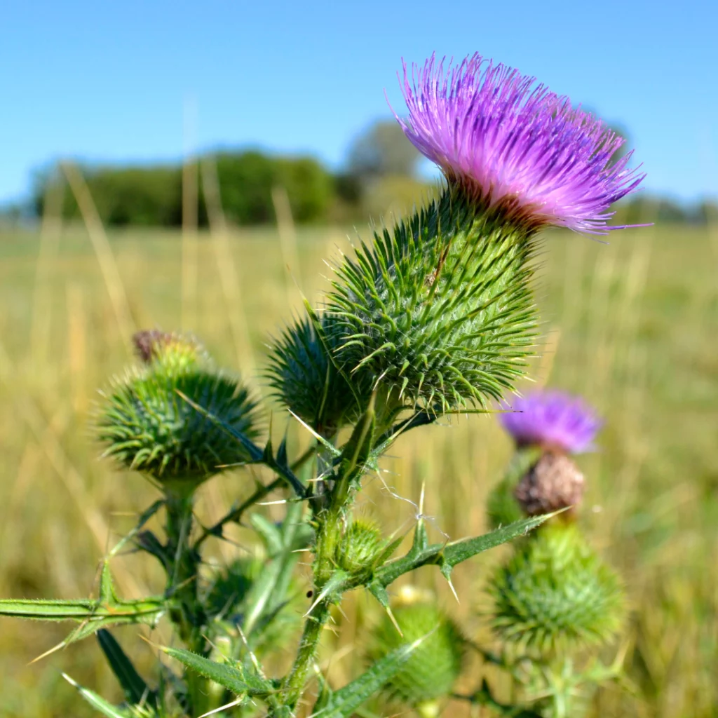 ostrozen_polny