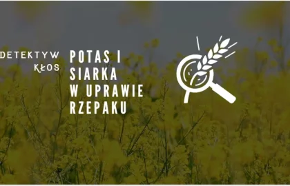 potas_rzepak