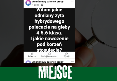 żyto