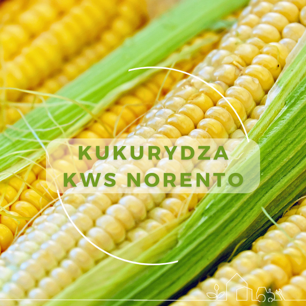 kukurydza_norento